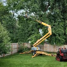 Best Palm Tree Trimming  in Beaumont, CA