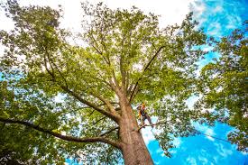 Best Storm Damage Tree Cleanup  in Beaumont, CA