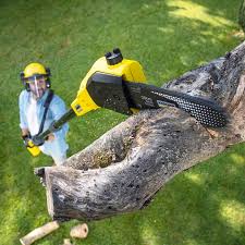 Best Pest Control for Lawns  in Beaumont, CA