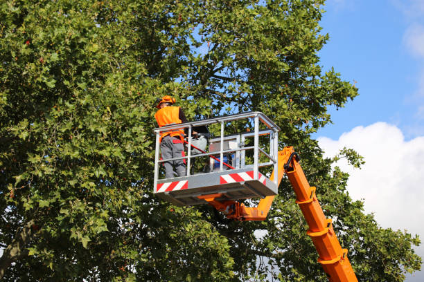 Best Hazardous Tree Removal  in Beaumont, CA