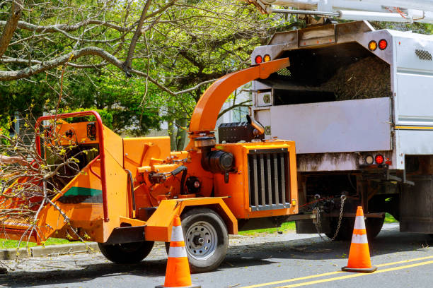 Best Emergency Tree Removal Services  in Beaumont, CA