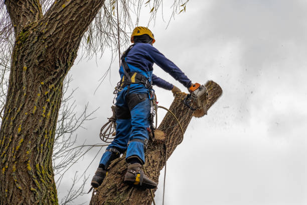 Best Tree Mulching Services  in Beaumont, CA