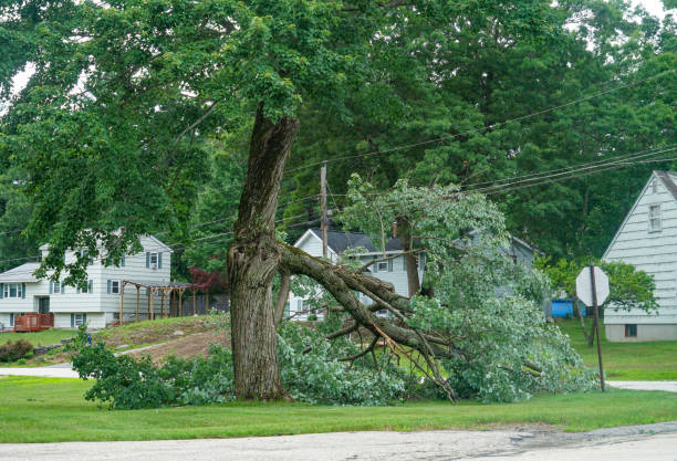 Best Tree Preservation Services  in Beaumont, CA