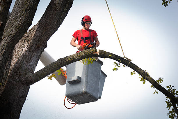 How Our Tree Care Process Works  in  Beaumont, CA