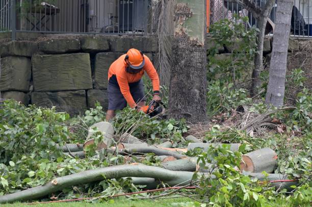 Beaumont, CA  Tree Services Company