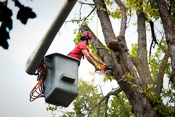 Tree and Shrub Care in Beaumont, CA