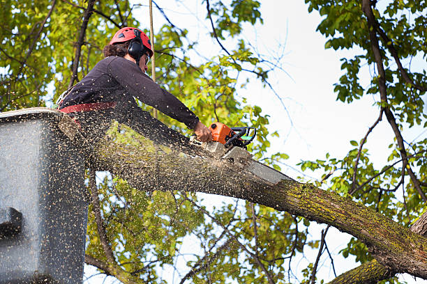 Best Residential Tree Removal  in Beaumont, CA