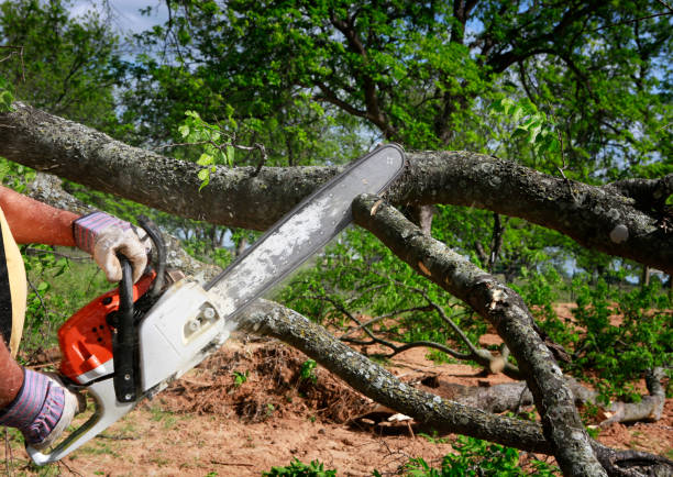 Best Tree Disease Treatment  in Beaumont, CA